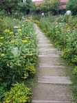 꽃길, flowergarden, 들꽃정원, 백일홍꽃길, 야생화꽃길, 사진,이미지,일러스트,캘리그라피 - racrescent작가 크라우드픽 - 저작권 걱정... 