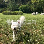 강아지, 산책, 반려견, 애견동반, 공원, 사진,이미지,일러스트,캘리그라피 - Nene416작가 크라우드픽 - 저작권 걱정 없는 상업용 이미지