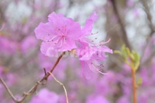 진달래, 봄, 식물, 자연, 진댈라축제, 사진,이미지,일러스트,캘리그라피 - 쏘야작가 크라우드픽 - 저작권 걱정 없는 상업용 이미지