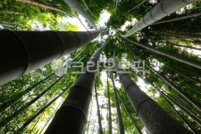 대나무, bamboo, 왕대, 대숲, 맹종죽, 사진,이미지,일러스트,캘리그라피 - 야생늑대작가 크라우드픽 - 저작권 걱정 없는 상업용 이미지