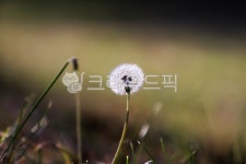 민들레, 민들레홀씨, 꽃, flower, 씨앗, 사진,이미지,일러스트,캘리그라피 - doll119작가 크라우드픽 - 저작권 걱정 없는 상업용 이미지