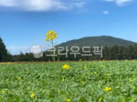 grassland, 목초지, field, 들, outdoors, 사진,이미지,일러스트,캘리그라피 - 유가짱작가 크라우드픽 - 저작권 걱정 없는 상업용 이미지