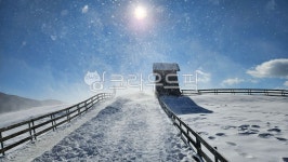 대관령, 양떼목장, 눈, 눈보라, 태양, 사진,이미지,일러스트,캘리그라피 - uranus10작가 크라우드픽 - 저작권 걱정 없는 상업용 이미지