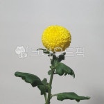꽃한송이, plant, 식물, flower, 꽃, 사진,이미지,일러스트,캘리그라피 - 쁘띠작가 크라우드픽 - 저작권 걱정 없는 상업용 이미지