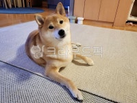 pet, 애완동물, dog, 시바견, 시바견곰이, 사진,이미지,일러스트,캘리그라피 - dudal0706a작가 크라우드픽 - 저작권 걱정 없는 상업용 이미지