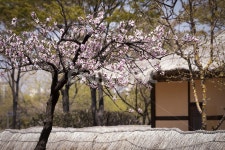 꽃, 식물, 초가지붕, 초가, 황토벽, 사진,이미지,일러스트,캘리그라피 - 원프로작가 크라우드픽 - 저작권 걱정 없는 상업용 이미지