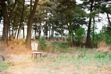 의자, 외로움, 소나무, 나무, 동산, 사진,이미지,일러스트,캘리그라피 - Ccoral작가 크라우드픽 - 저작권 걱정 없는 상업용 이미지