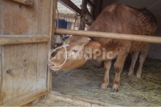 animal, 동물, cattle, 가축, mammal, 사진,이미지,일러스트,캘리그라피 - 여여니스톡작가 크라우드픽 - 저작권 걱정 없는 상업용 이미지