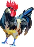 rooster, cock, 수탉, 닭, 아크릴화, 사진,이미지,일러스트,캘리그라피 - mincell작가 크라우드픽 - 저작권 걱정 없는 상업용 이미지