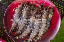 seafood, 음식, 해물, 새우, 생새우, 사진,이미지,일러스트,캘리그라피 - DENN작가 크라우드픽 - 저작권 걱정 없는 상업용 이미지