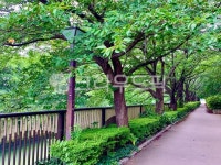 park, 공원, tree, 나무, 거리, 사진,이미지,일러스트,캘리그라피 - 로시OH작가 크라우드픽 - 저작권 걱정 없는 상업용 이미지
