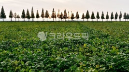 김제메타세콰이어길, 죽산메타세콰이어길, 옥성메타세콰이어길, 메타세콰이어길, 김제가로수길, 사진,이미지,일러스트,캘리그라피 - 영산공작가... 