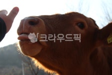 신축년, 한우, 빛, 힐링, 행복, 사진,이미지,일러스트,캘리그라피 - 락뚱이작가 크라우드픽 - 저작권 걱정 없는 상업용 이미지