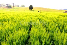 식물, 봄, 청보리, 풍경, 자연, 사진,이미지,일러스트,캘리그라피 - 신도봉산작가 크라우드픽 - 저작권 걱정 없는 상업용 이미지