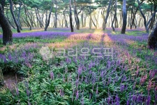 맥문동, 솔밭, 공원, 자연, 풍경, 사진,이미지,일러스트,캘리그라피 - pandora4077작가 크라우드픽 - 저작권 걱정 없는 상업용 이미지