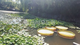 자연, 식물, 물, 연못풍경, 연못, 사진,이미지,일러스트,캘리그라피 - 캣츠걸시시작가 크라우드픽 - 저작권 걱정 없는 상업용 이미지