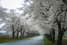 벚꽃, 경주, 암곡, 벚꽃길, cherryblossoms, 사진,이미지,일러스트,캘리그라피 - blueish작가 크라우드픽 - 저작권 걱정 없는 상업용 이미지