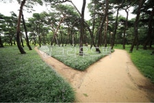 garden, 정원, 공원, 소나무, 길, 사진,이미지,일러스트,캘리그라피 - steelkim작가 크라우드픽 - 저작권 걱정 없는 상업용 이미지