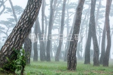 춘천, 지내리, 소나무숲, 소나무, 솔숲, 사진,이미지,일러스트,캘리그라피 - 마퉁이작가 크라우드픽 - 저작권 걱정 없는 상업용 이미지