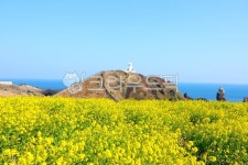 제주섭지코지, 섭지코지, 제주, 유채꽃, 봄, 사진,이미지,일러스트,캘리그라피 - 일(sun)작가 크라우드픽 - 저작권 걱정 없는 상업용 이미지
