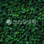leaf, 잎, 덩쿨, 덩굴, vine, 사진,이미지,일러스트,캘리그라피 - Pkkungsit작가 크라우드픽 - 저작권 걱정 없는 상업용 이미지