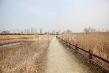 소래습지생태공원, 갈대, 억새, 식물, 풍경, 사진,이미지,일러스트,캘리그라피 - 함께사는세상작가 크라우드픽 - 저작권 걱정 없는 상업용 이미지