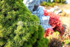 moss, 이끼, plant, 식물, 초록, 사진,이미지,일러스트,캘리그라피 - 기분좋은사진을위하여작가 크라우드픽 - 저작권 걱정 없는 상업용 이미지