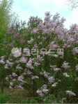 flower, 꽃, vegetation, 초목, 수수꽃다리, 사진,이미지,일러스트,캘리그라피 - SWEET GALE작가 크라우드픽 - 저작권 걱정 없는 상업용... 