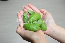 바질, 식물, 수확, 채소, 잎, 사진,이미지,일러스트,캘리그라피 - Njjw47작가 크라우드픽 - 저작권 걱정 없는 상업용 이미지