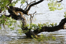 저수지, 연못, 방죽골, 물, 나무, 사진,이미지,일러스트,캘리그라피 - leekom작가 크라우드픽 - 저작권 걱정 없는 상업용 이미지