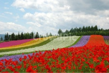 꽃, 꽃밭, 화원, 원예, 원예업, 사진,이미지,일러스트,캘리그라피 - 프리이미지작가 크라우드픽 - 저작권 걱정 없는 상업용 이미지