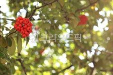 피라칸사스, 빨간열매, 잎, 나무, tree, 사진,이미지,일러스트,캘리그라피 - joyfulharu작가 크라우드픽 - 저작권 걱정 없는 상업용 이미지