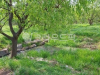 여름, 숲, 공원, 녹지, 푸른, 사진,이미지,일러스트,캘리그라피 - Ndhfhfkakfls작가 크라우드픽 - 저작권 걱정 없는 상업용 이미지