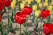 꽃, flower, 튤립, 봄, 대저생태공원, 사진,이미지,일러스트,캘리그라피 - Bongbong0128작가 크라우드픽 - 저작권 걱정 없는 상업용 이미지