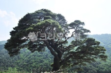 소나무, 노송, 나무, tree, plant, 사진,이미지,일러스트,캘리그라피 - Nbug5608작가 크라우드픽 - 저작권 걱정 없는 상업용 이미지