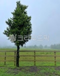 나무, 자연, 목장, 제주, tree, 사진,이미지,일러스트,캘리그라피 - yoon7966작가 크라우드픽 - 저작권 걱정 없는 상업용 이미지