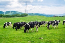 젖소, 봄, 목초지, 목장, 강원도, 사진,이미지,일러스트,캘리그라피 - 사진속으로작가 크라우드픽 - 저작권 걱정 없는 상업용 이미지