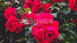 flower, 꽃, rose, 장미, 꽃잎, 사진,이미지,일러스트,캘리그라피 - 밥탱이현이작가 크라우드픽 - 저작권 걱정 없는 상업용 이미지