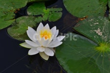 광주, 서구, 공원, 풍암저수지, 풍암공원, 사진,이미지,일러스트,캘리그라피 - 영산공작가 크라우드픽 - 저작권 걱정 없는 상업용 이미지