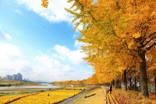 은행나무, 은행나무길, 은행, 곡교천, 만추, 사진,이미지,일러스트,캘리그라피 - 산날막작가 크라우드픽 - 저작권 걱정 없는 상업용 이미지