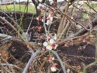 매화꽃, 매실꽃, 홍매화, 과일나무, 꽃, 사진,이미지,일러스트,캘리그라피 - Nrrr5520작가 크라우드픽 - 저작권 걱정 없는 상업용 이미지