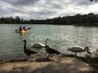 호수, 뉴욕, 공원, 오후, 백조, 사진,이미지,일러스트,캘리그라피 - 이채 작가 크라우드픽 - 저작권 걱정 없는 상업용 이미지