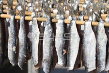 과메기, 영덕, 청어과메기, 구룡포과메기, 구룡포, 사진,이미지,일러스트,캘리그라피 - 하늘바라기5작가 크라우드픽 - 저작권 걱정 없는 상업용... 