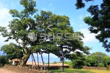고목, 보호수, 팽나무, 성읍민속마을, tree, 사진,이미지,일러스트,캘리그라피 - ju999작가 크라우드픽 - 저작권 걱정 없는 상업용 이미지