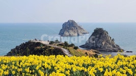 오류도해맞이공원, 오륙도, 오륙도전망대, 오륙도수선화, 오륙도유채꽃, 사진,이미지,일러스트,캘리그라피 - 부산걷기왕작가 크라우드픽 - 저작권... 