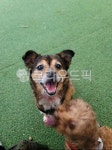 포유류, pet, 애완동물, puppy, 강아지, 사진,이미지,일러스트,캘리그라피 - 일상사지니작가 크라우드픽 - 저작권 걱정 없는 상업용 이미지