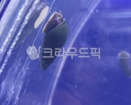 호림농원수수조경 | 다슬기, 고동, 수조인테리어, 물, water, 사진,이미지,일러스트,캘리그라피 - 호림작가 크라우드픽 - 저작권 걱정 없는 상업용 이미지