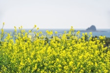 제주도, 유채꽃, 바다, 섬, 꽃, 사진,이미지,일러스트,캘리그라피 - Kumyido작가 크라우드픽 - 저작권 걱정 없는 상업용 이미지