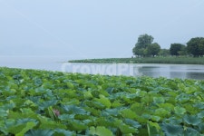 연꽃섬, 연꽃, 바다산, 하늘, 구름, 사진,이미지,일러스트,캘리그라피 - shinja작가 크라우드픽 - 저작권 걱정 없는 상업용 이미지