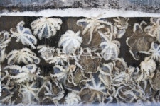 낙지, 해산물, 수산물, 수조, 바다, 사진,이미지,일러스트,캘리그라피 - shalry작가 크라우드픽 - 저작권 걱정 없는 상업용 이미지